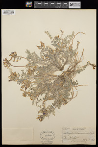 Astragalus missouriensis image