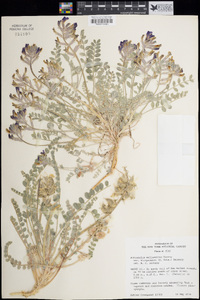 Astragalus mollissimus image