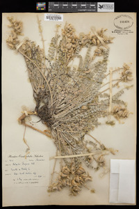 Astragalus mollissimus image