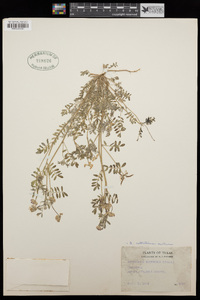 Astragalus nuttallianus var. austrinus image