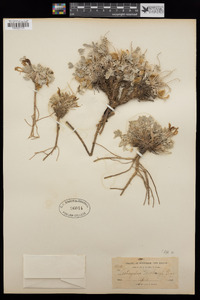 Astragalus newberryi image