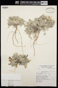 Astragalus newberryi image