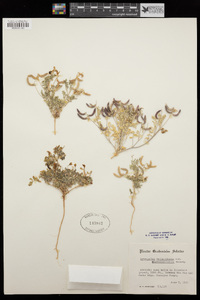 Astragalus nuttallianus image