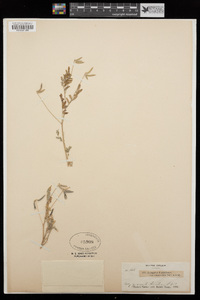 Astragalus nuttallianus image