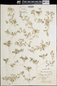 Astragalus nuttallianus image