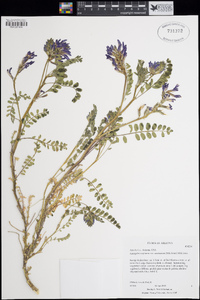 Astragalus oophorus var. caulescens image