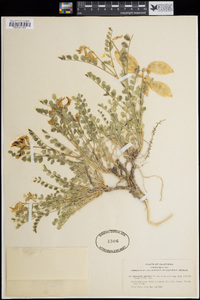 Astragalus oophorus image