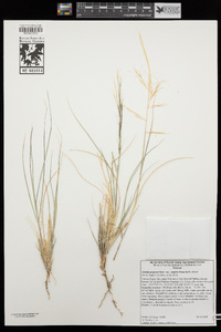 Aristida purpurea var. wrightii image