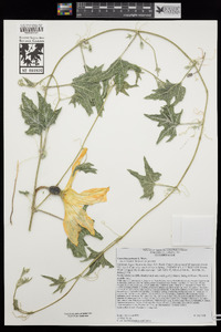 Cucurbita palmata image