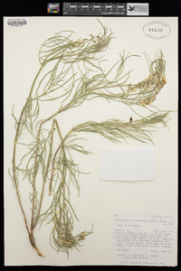 Astragalus pectinatus var. pectinatus image