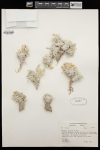 Astragalus phoenix image