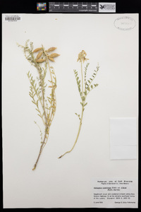 Astragalus praelongus var. ellisiae image