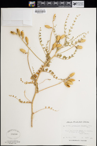 Astragalus preussii image