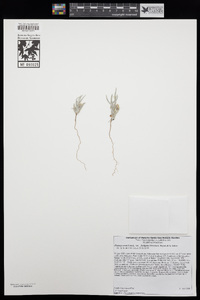 Plantago ovata image