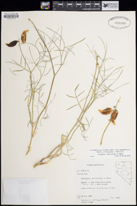 Astragalus pterocarpus image