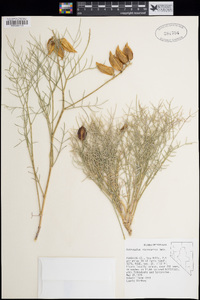 Astragalus pterocarpus image