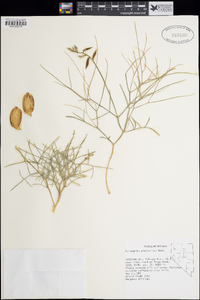 Astragalus pterocarpus image