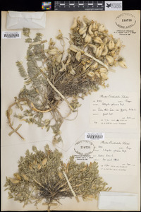 Astragalus purshii image