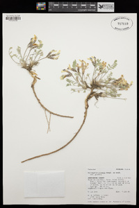 Astragalus purshii image