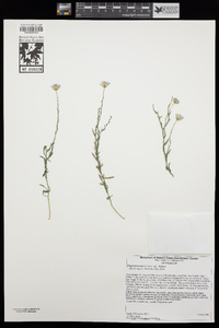 Erigeron breweri image