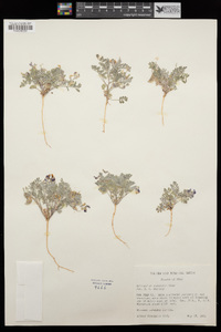 Astragalus sabulonum image