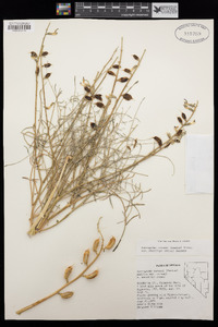 Astragalus serenoi var. shockleyi image