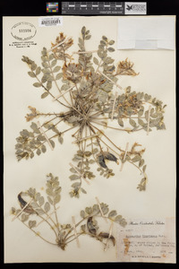 Astragalus shortianus image