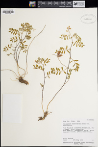 Astragalus subcinereus var. subcinereus image