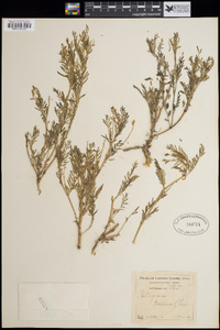 Astragalus multiflorus image