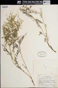 Astragalus multiflorus image