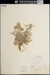 Astragalus tephrodes image