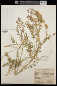 Astragalus thurberi image