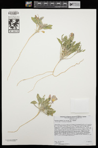 Oenothera deltoides subsp. deltoides image