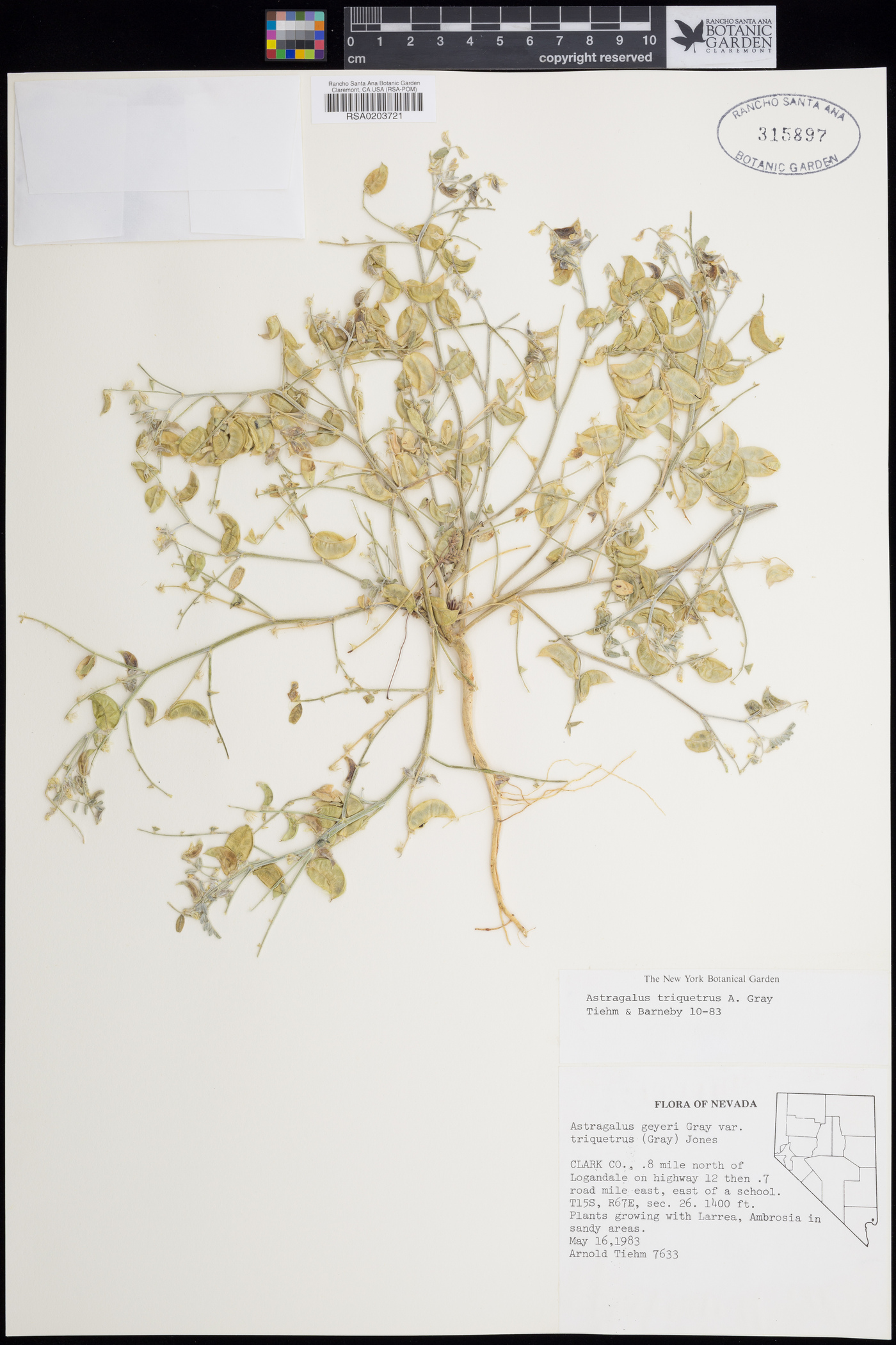 Astragalus geyeri var. triquetrus image