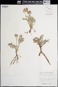 Astragalus troglodytus image