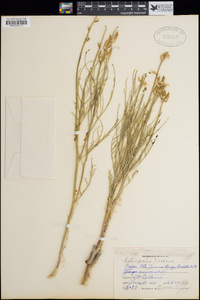 Astragalus toanus image