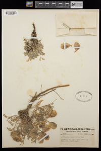 Astragalus whitneyi image