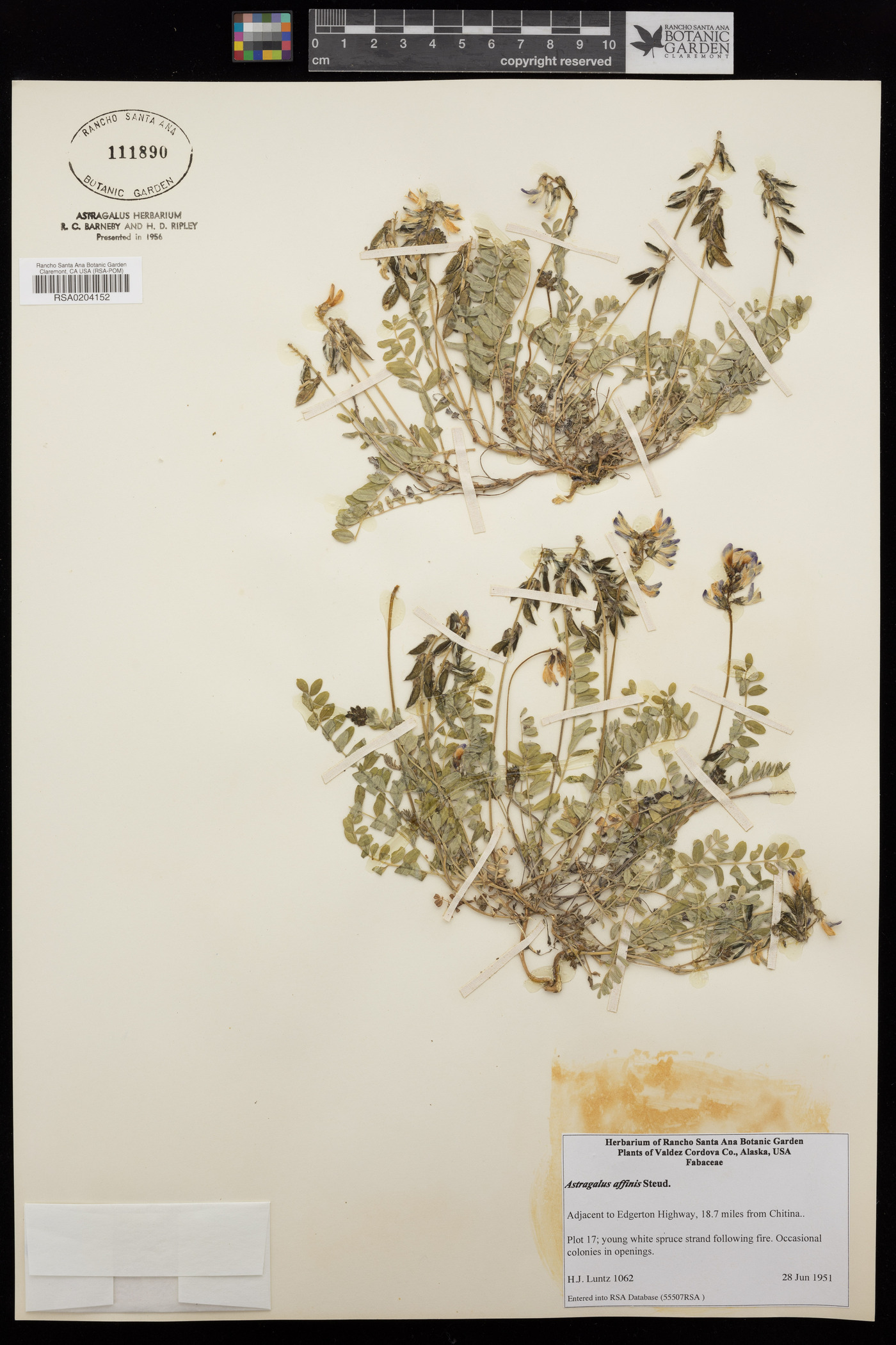 Astragalus affinis image