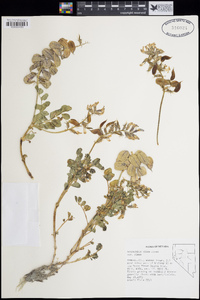 Astragalus cimae var. cimae image