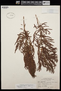 Acaciella angustissima var. hirta image