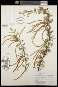 Acacia constricta var. paucispina image