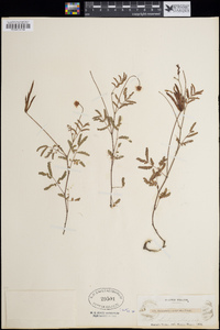 Desmanthus reticulatus image