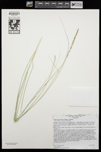 Muhlenbergia rigens image