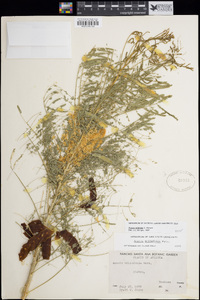 Acacia millefolia image