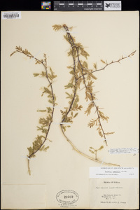 Vachellia farnesiana image