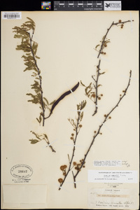 Vachellia farnesiana image