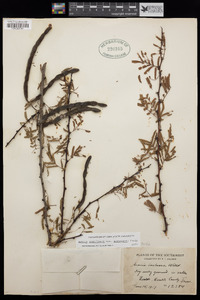 Acacia schaffneri var. bravoensis image