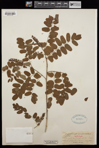 Amorpha californica var. napensis image