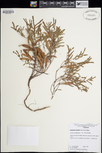 Zapoteca formosa subsp. schottii image