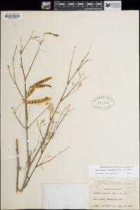 Zapoteca formosa subsp. schottii image
